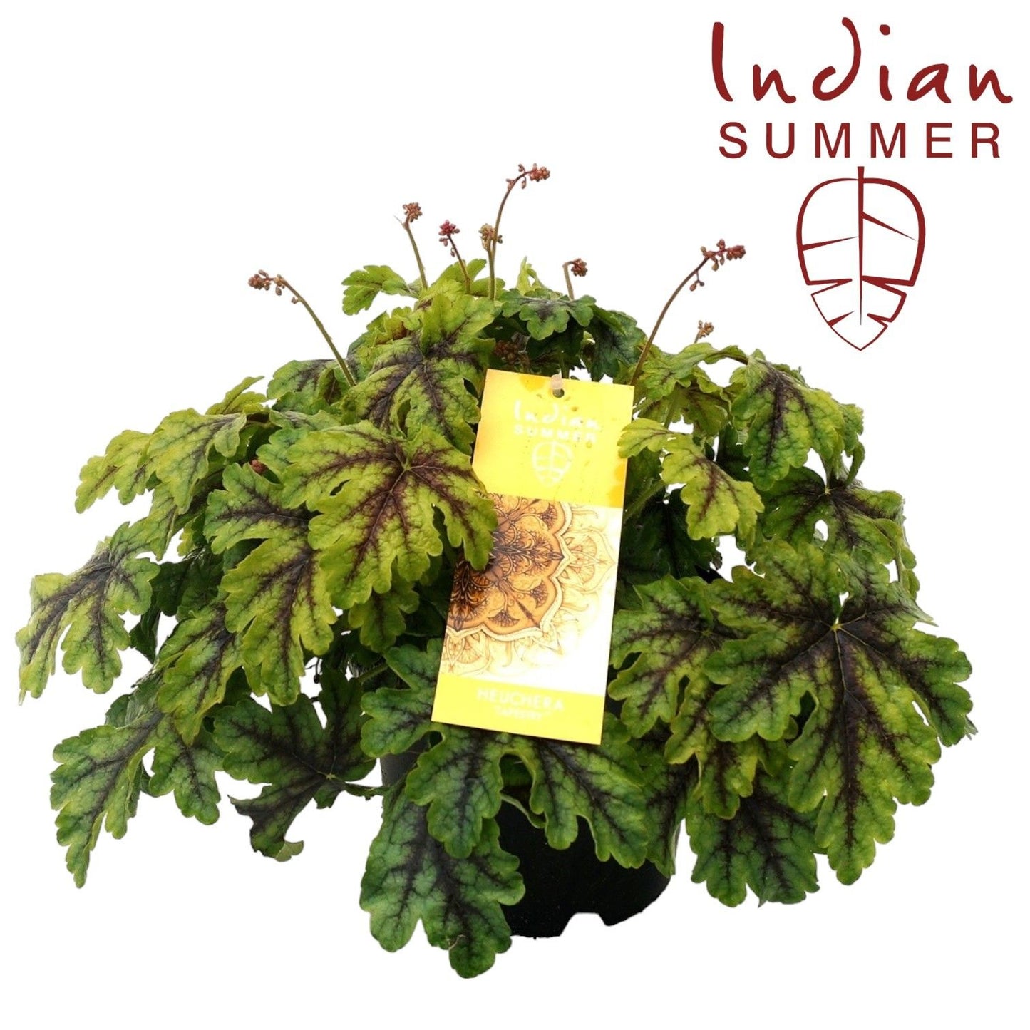 Heuchera Indian Summer green 30cm 19cm Pot