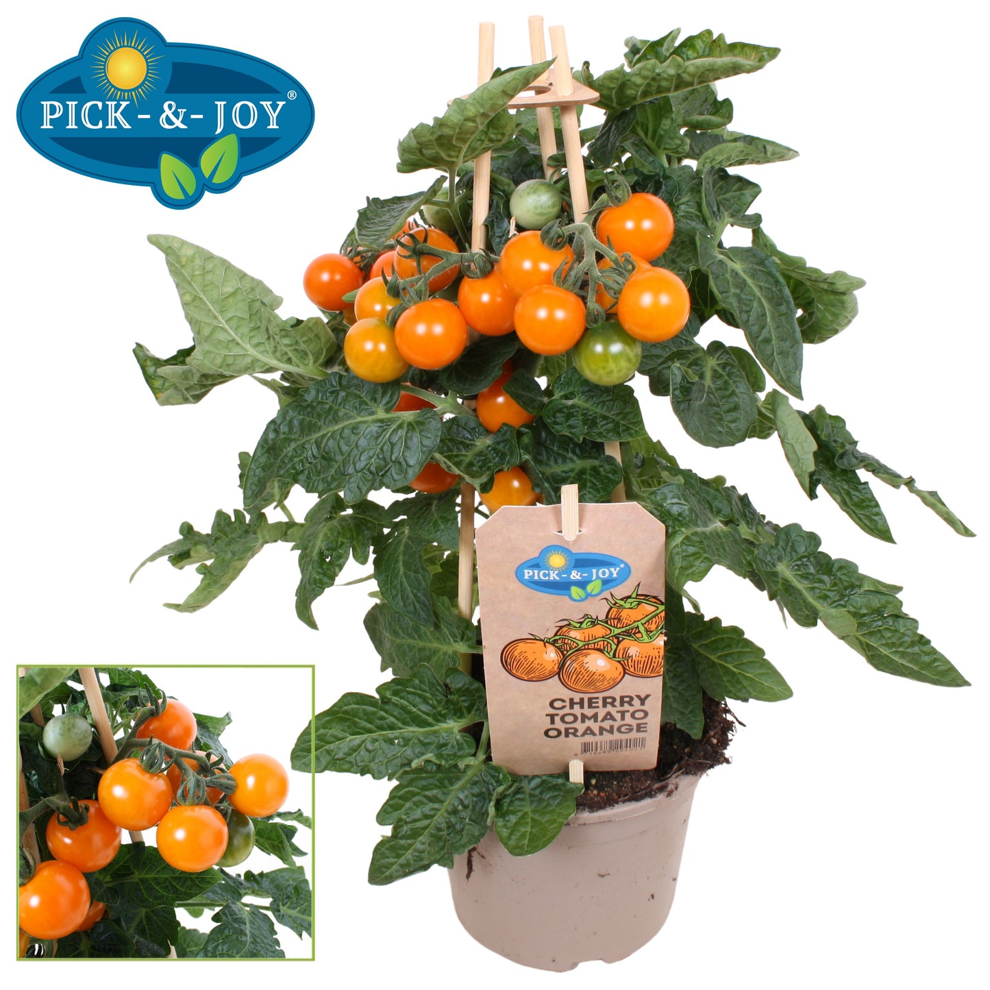 PICK&JOY Cherry Tomato orange 35cm 14cm Pot