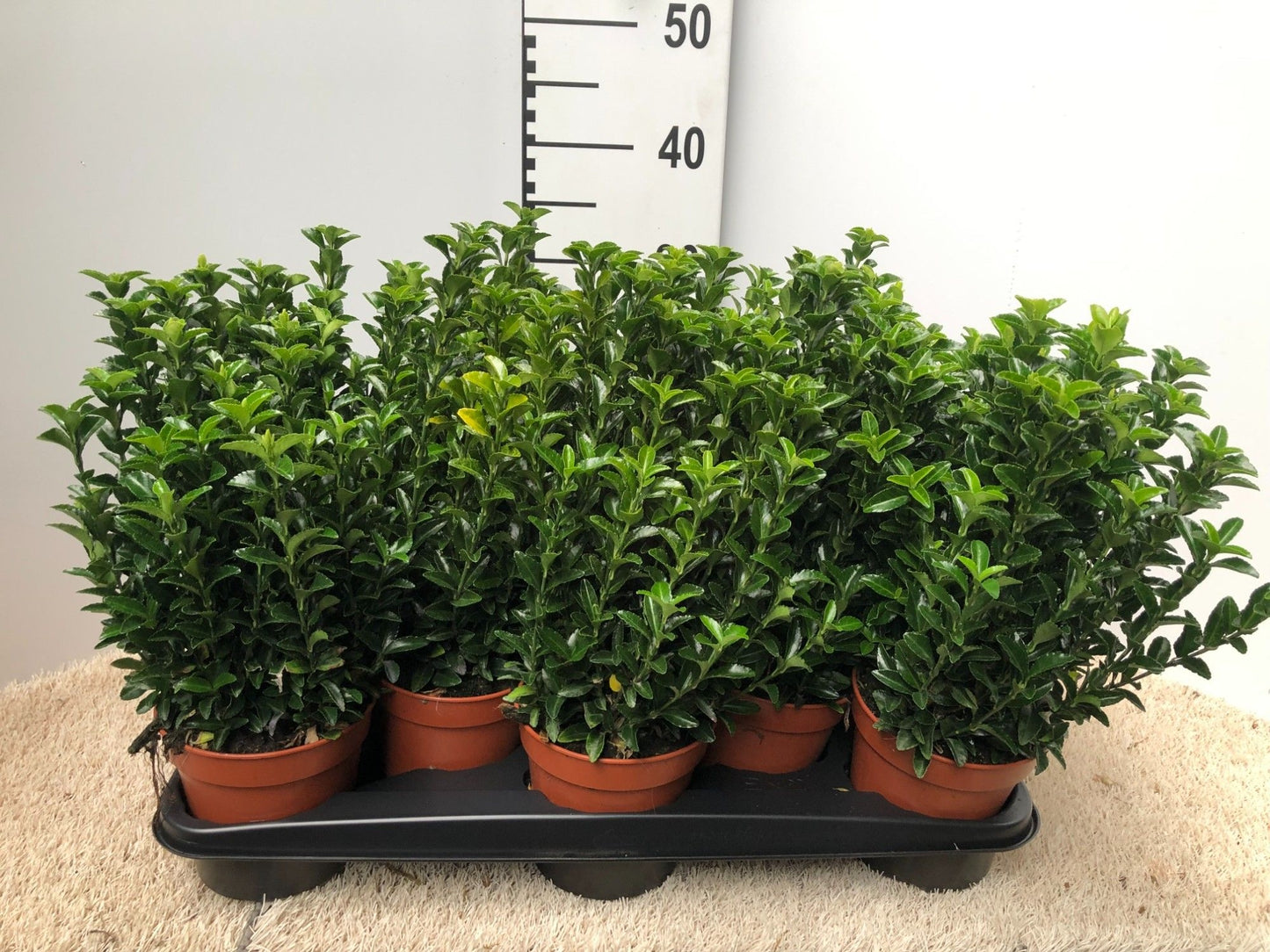 Euonymus Green Rocket 30cm 13cm Pot