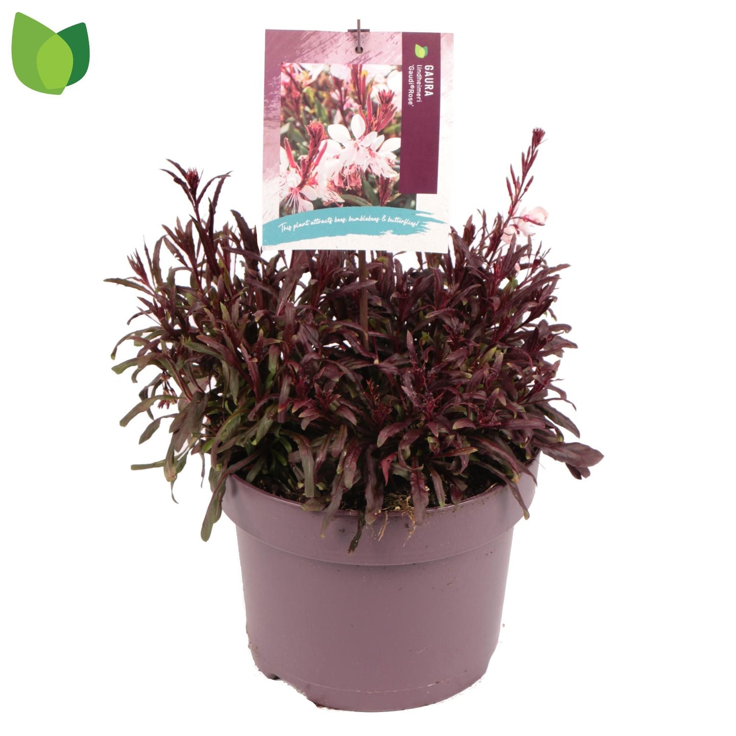 Gaura Gaudi Rose 22cm 23cm Pot