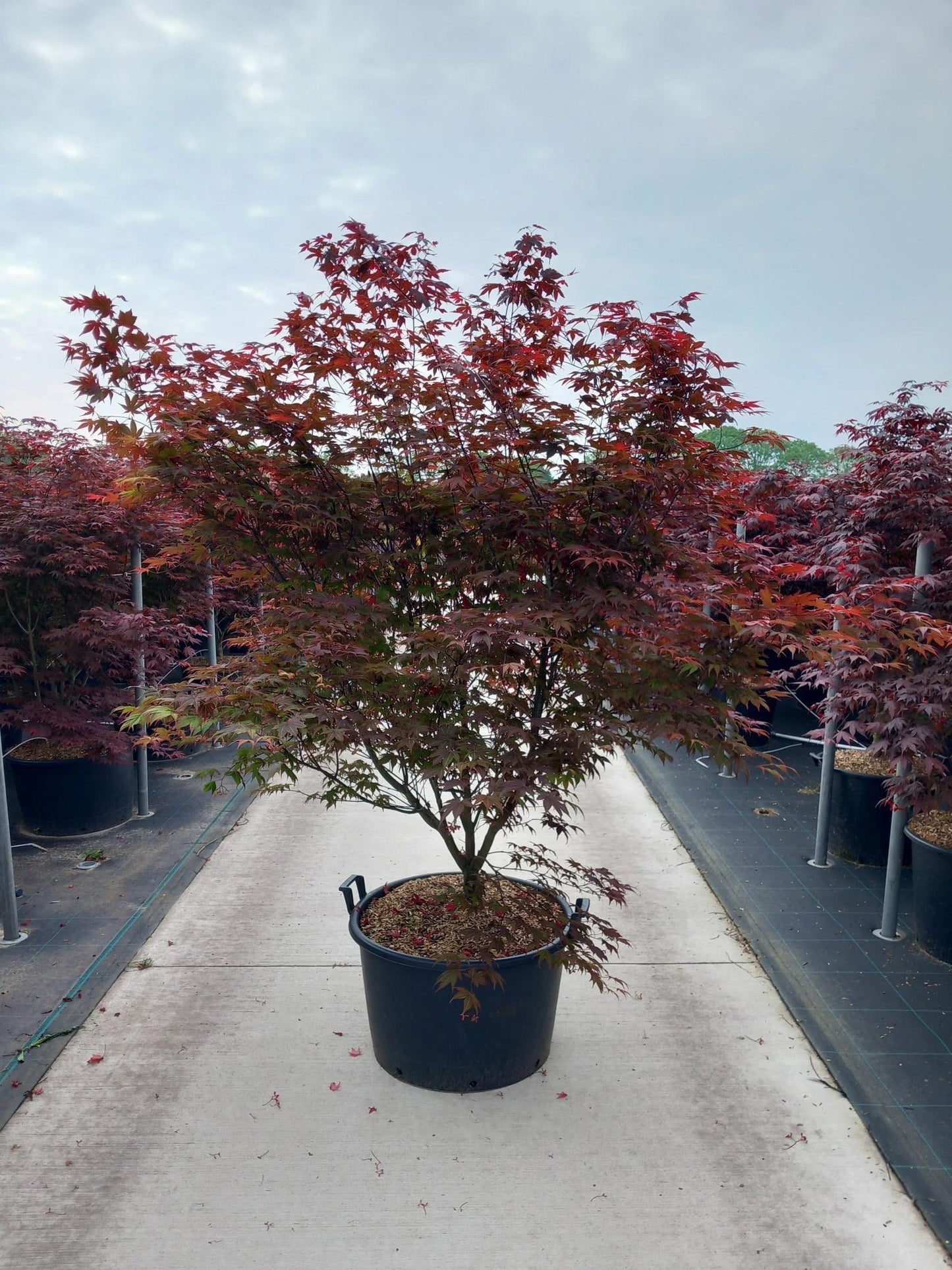 Acer palm. Atropurpureum 200cm 90cm Pot