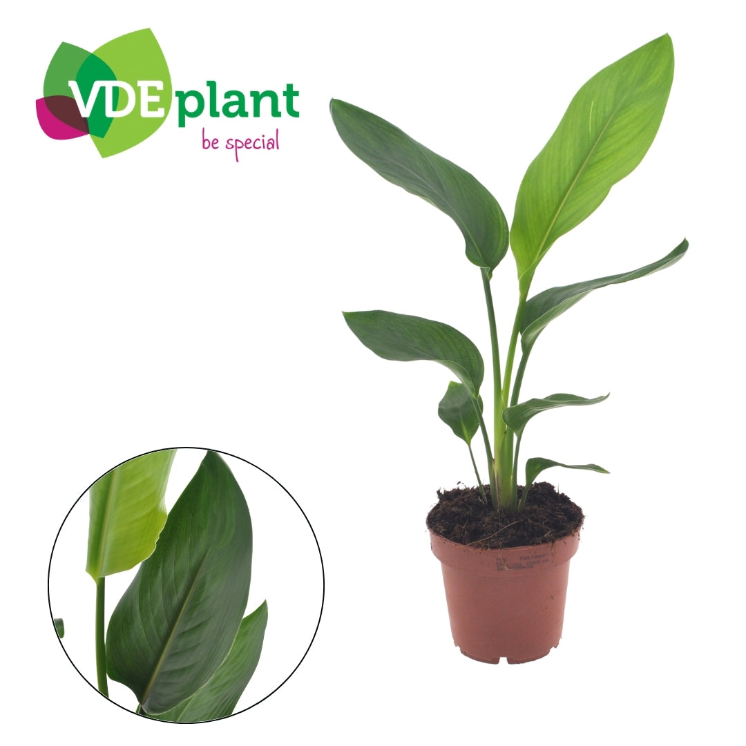 Strelitzia reginae 35cm 12cm Pot