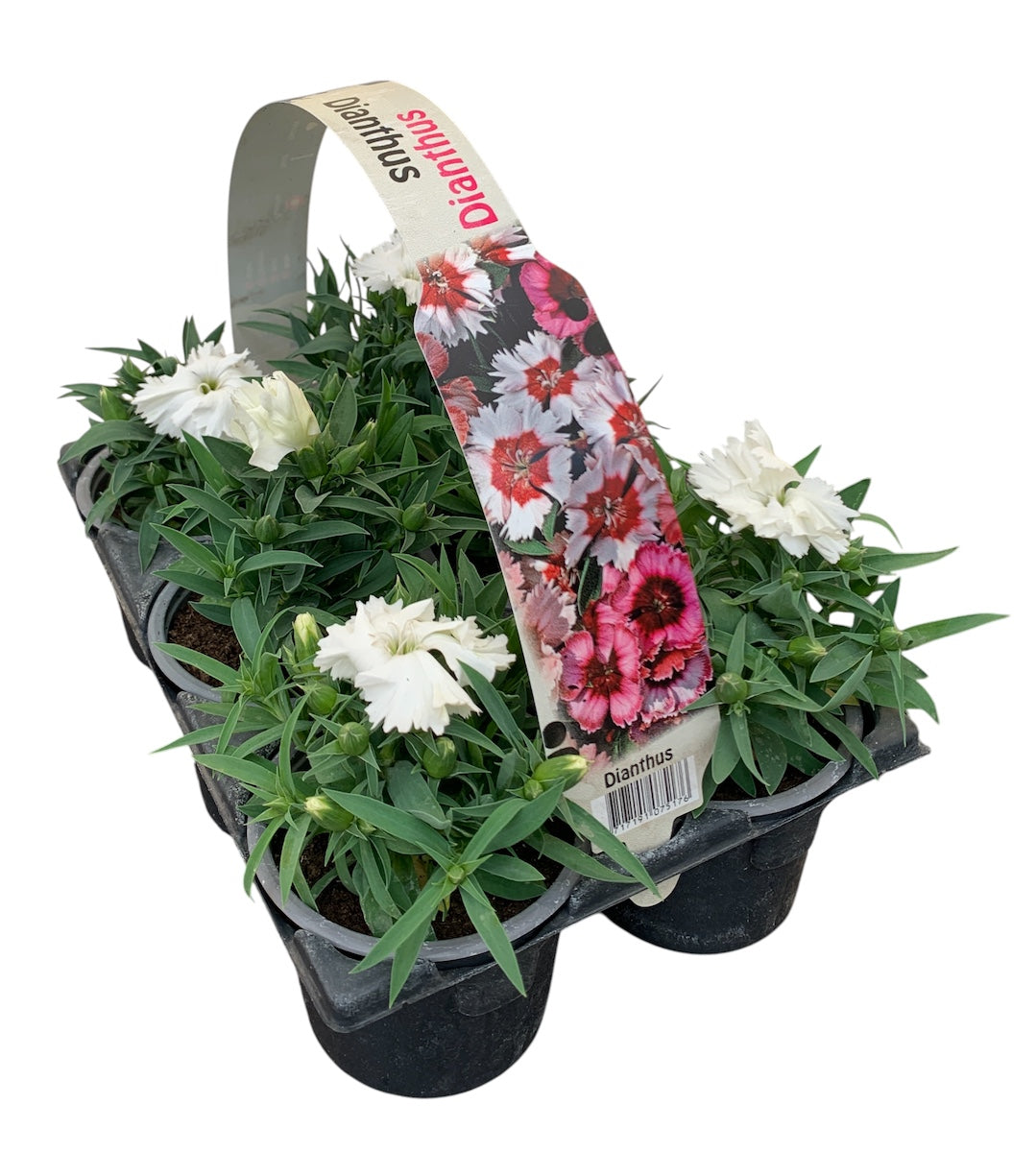 Dianthus chin. white 15cm 9cm Pot
