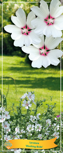 Lavatera Blushing Bride 40cm 14cm Pot