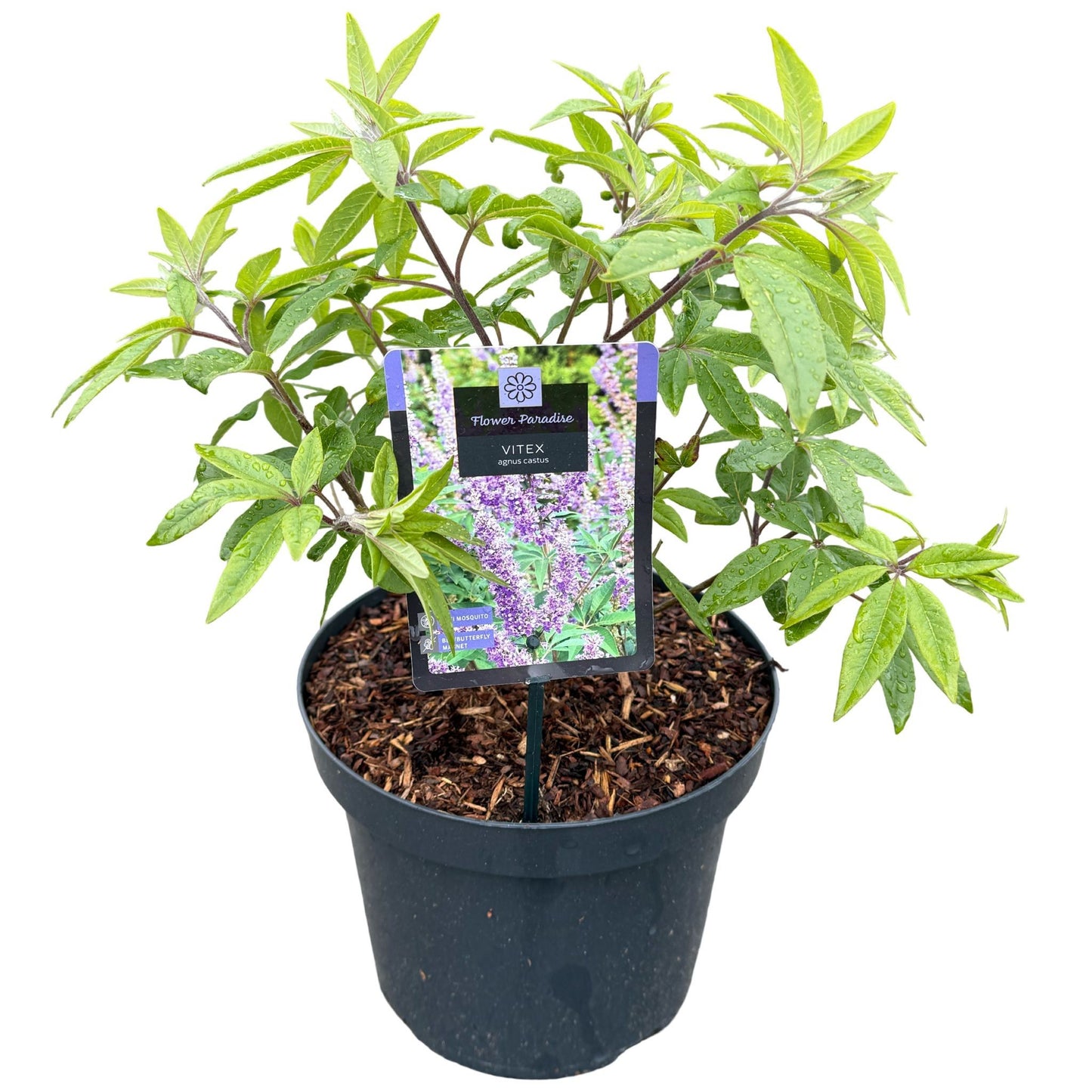 Vitex agnus-castus 110cm 26cm Pot
