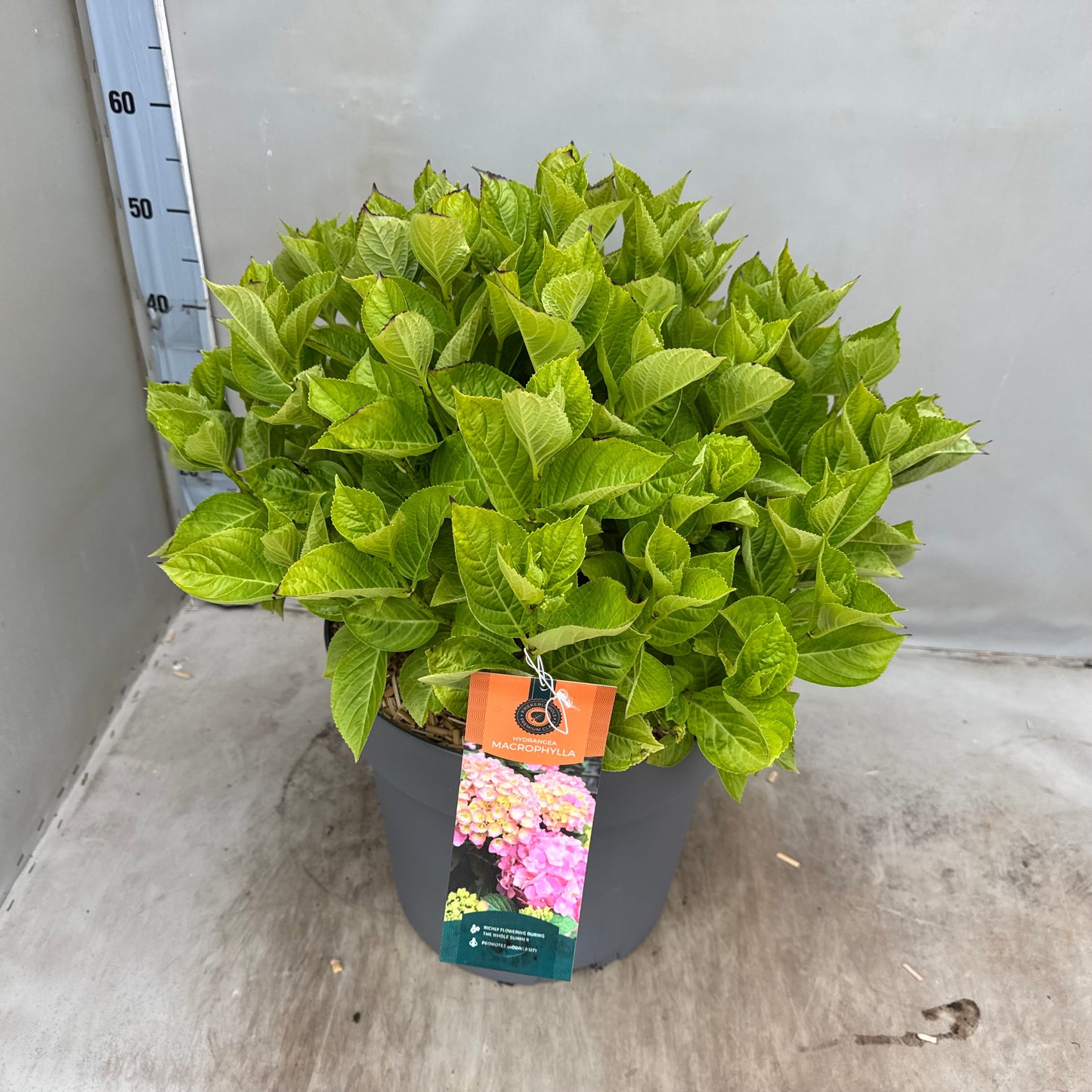 Hydrangea macr. Ankong 65cm 35cm Pot