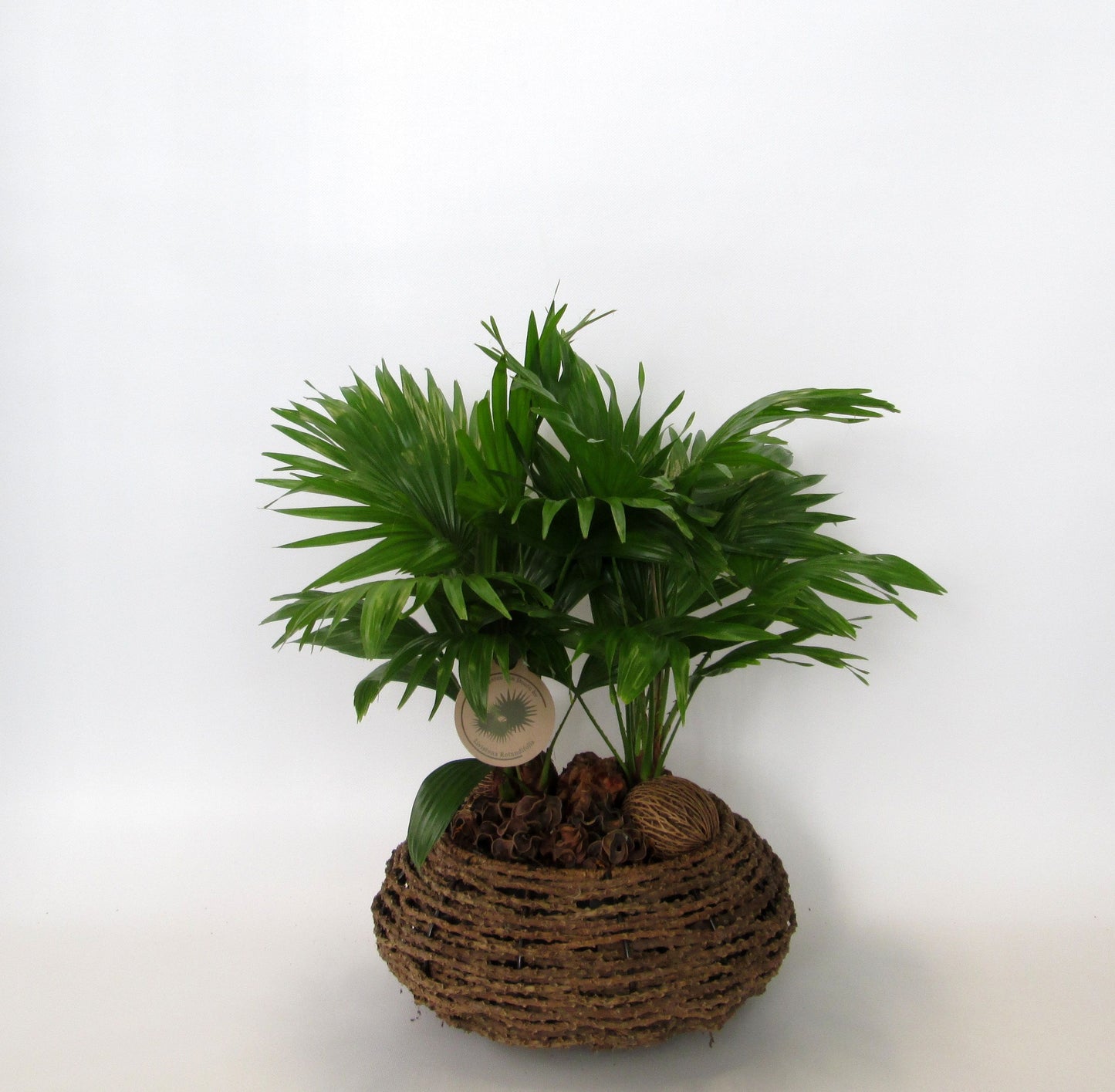 Livistona rotundifolia 60cm 32cm Pot