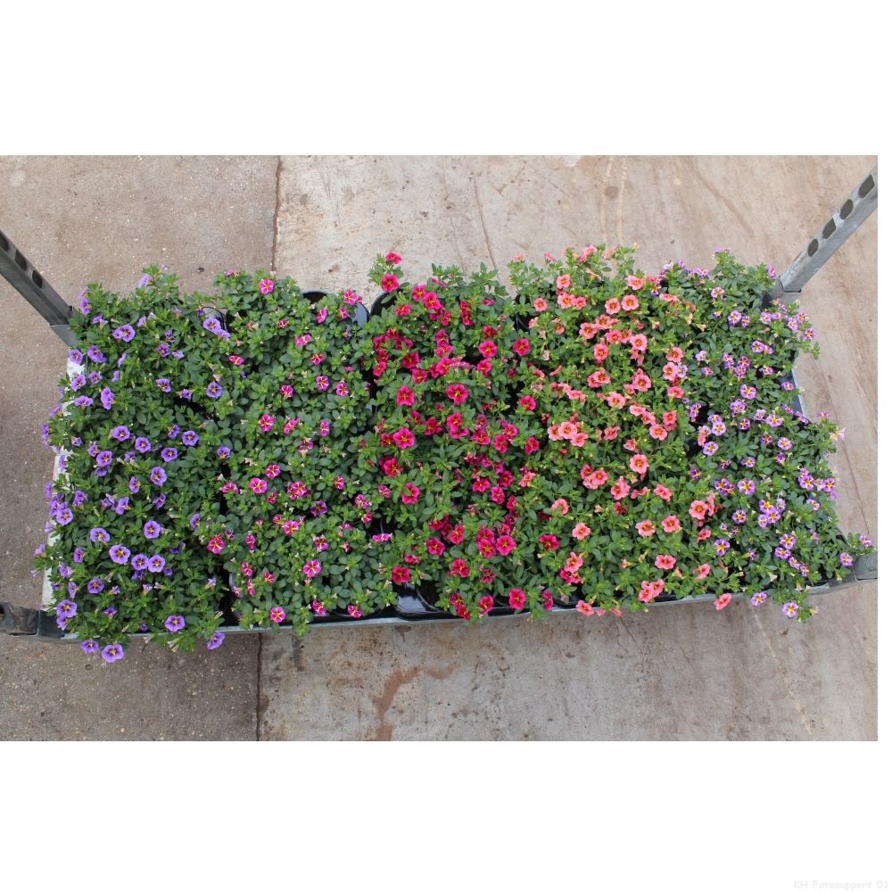 Calibrachoa Rave mix 20cm 10cm Pot