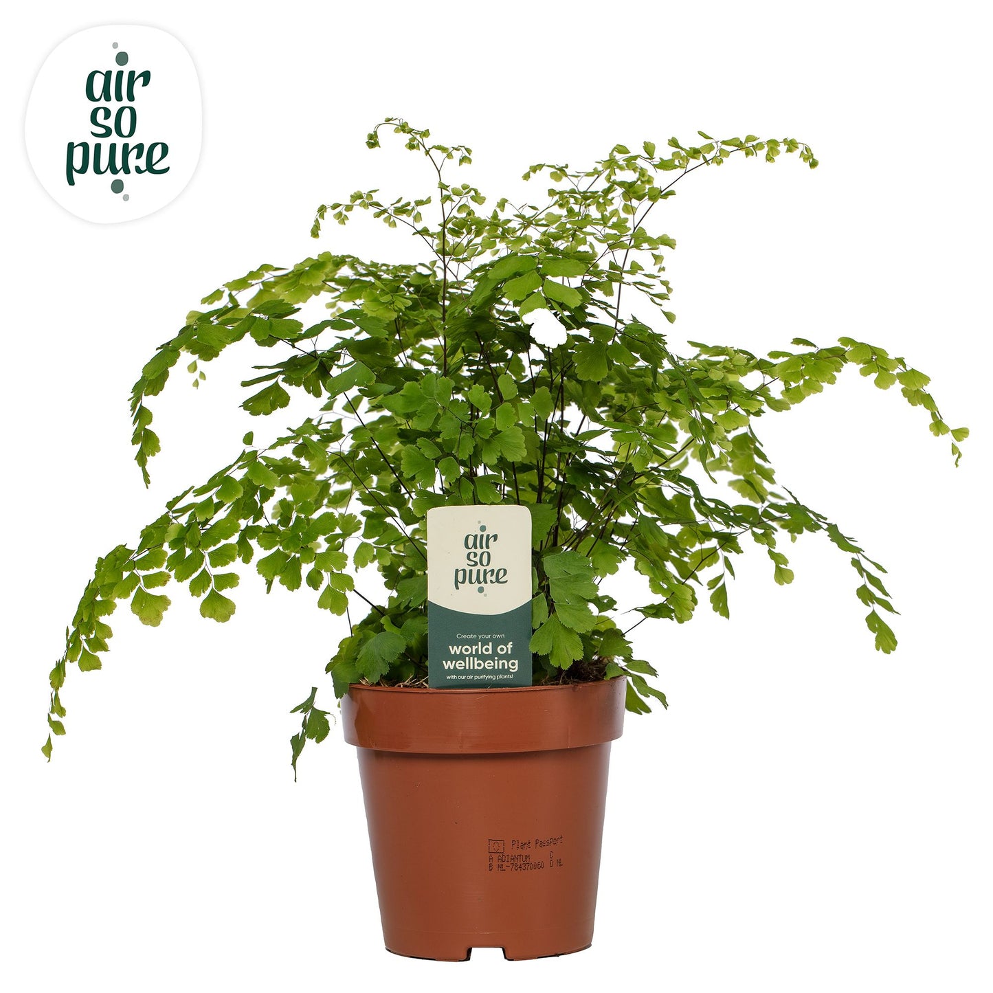 Adiantum Fragrans 35cm 12cm Pot