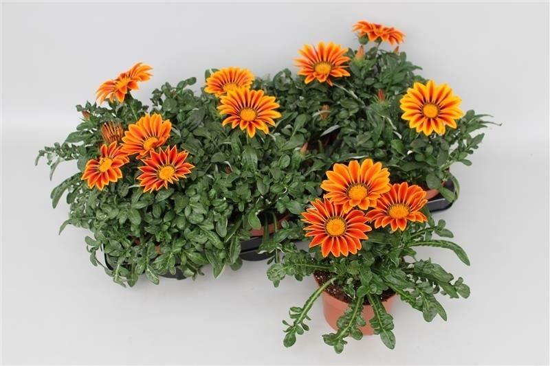 Gazania Kiss Golden Yellow 20cm 13cm Pot
