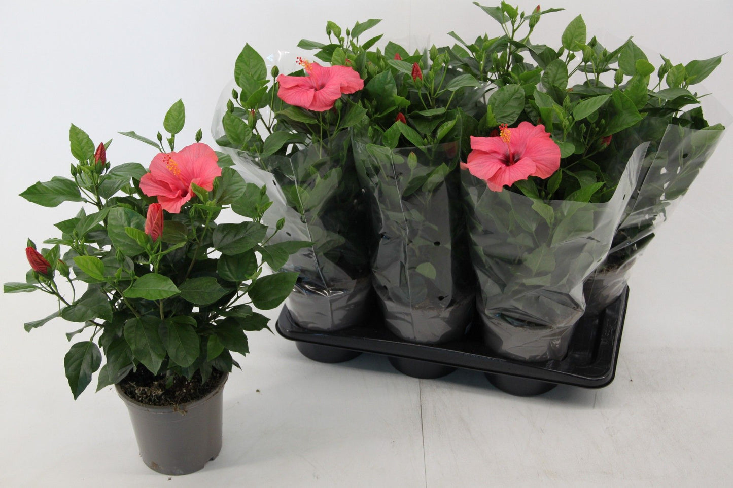 Hibiscus rosa-sinesis Venetie pink 50cm 17cm Pot
