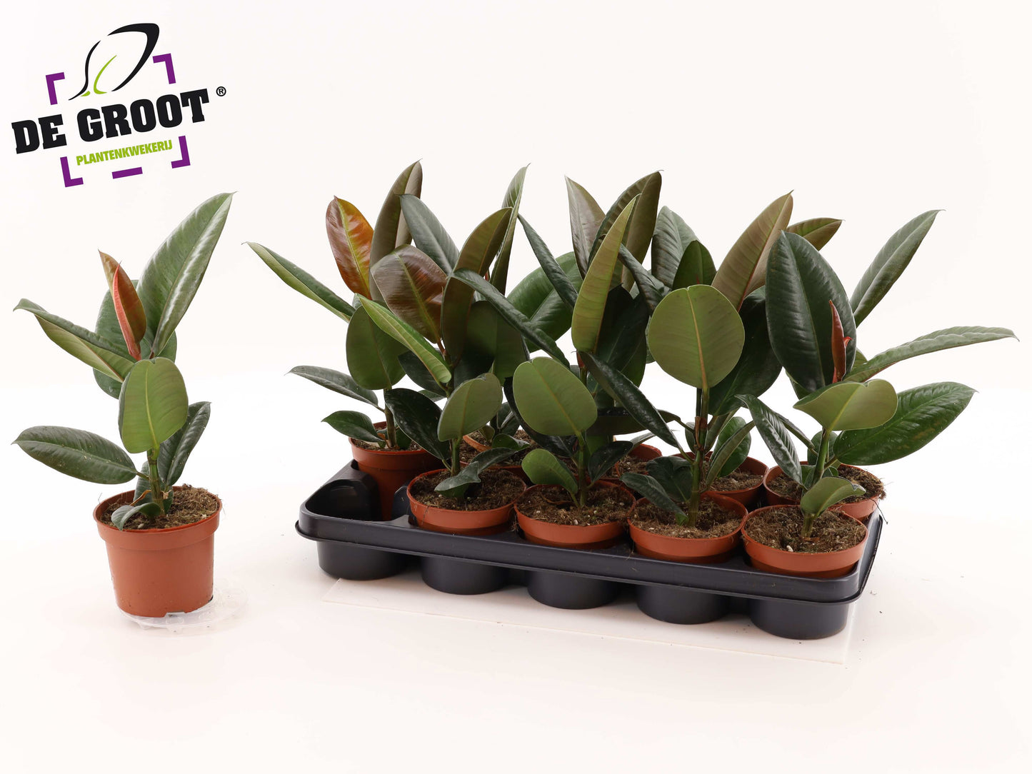 Ficus el. Robusta 40cm 12cm Pot