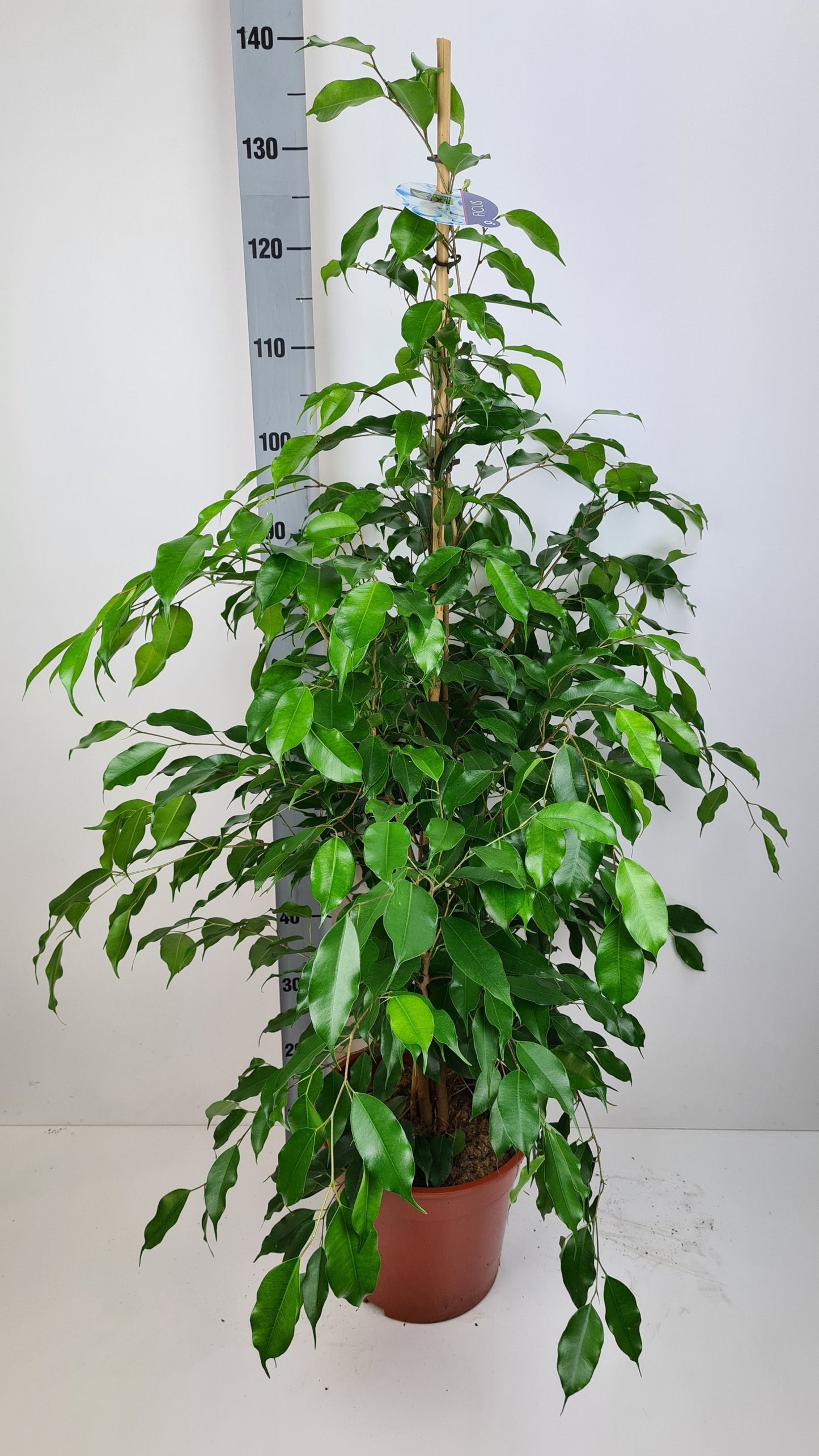 Ficus benj. Exotica 140cm 27cm Pot