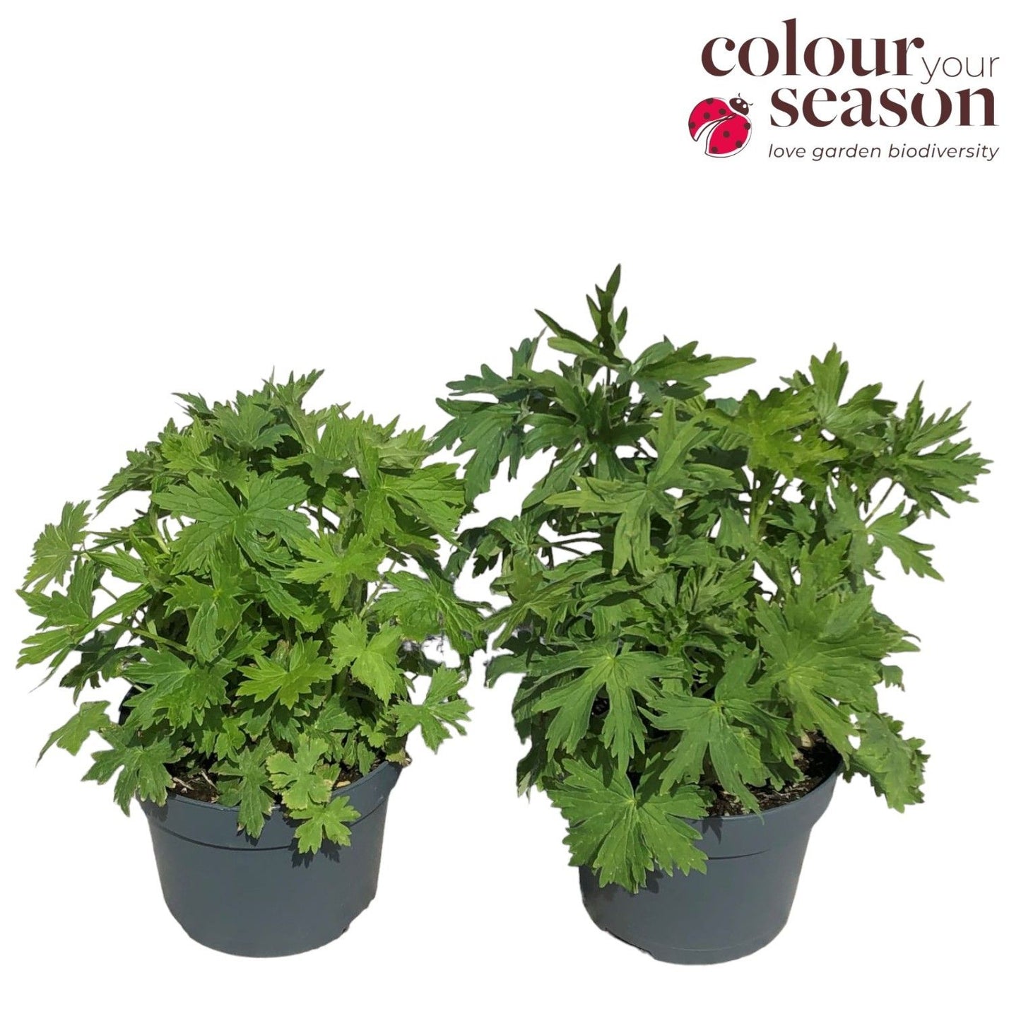 Delphinium mix 55cm 19cm Pot