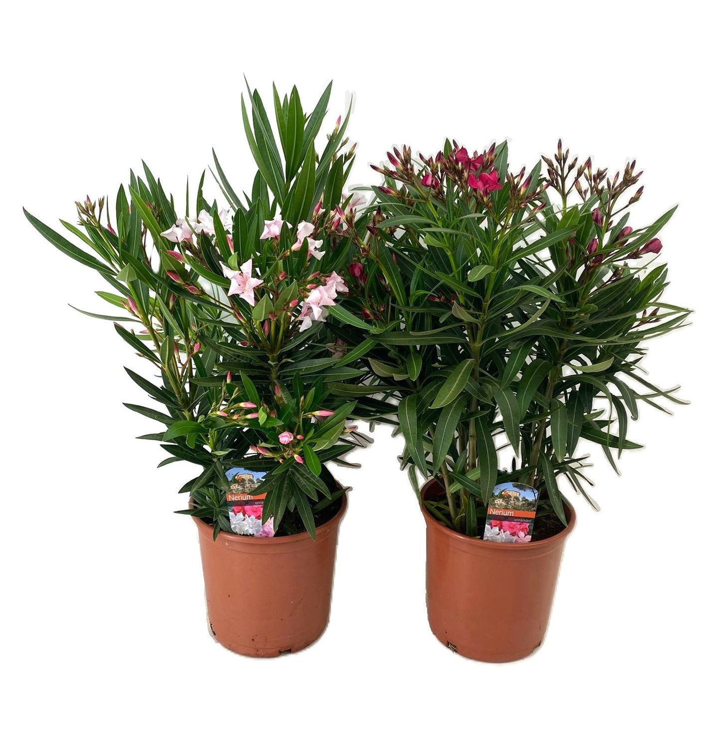 Nerium oleander 60cm 21cm Pot