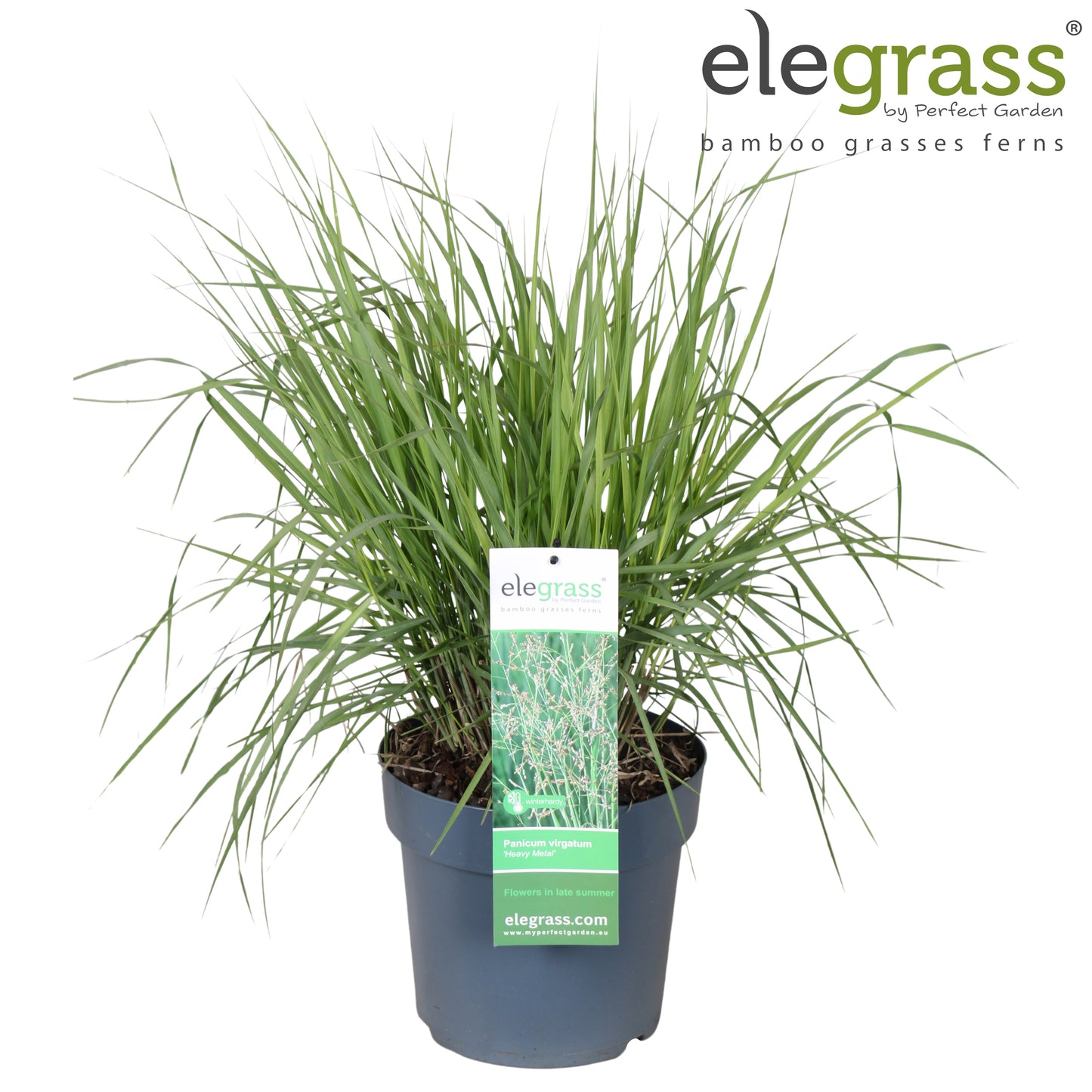 Panicum vir. Heavy Metal 100cm 23cm Pot