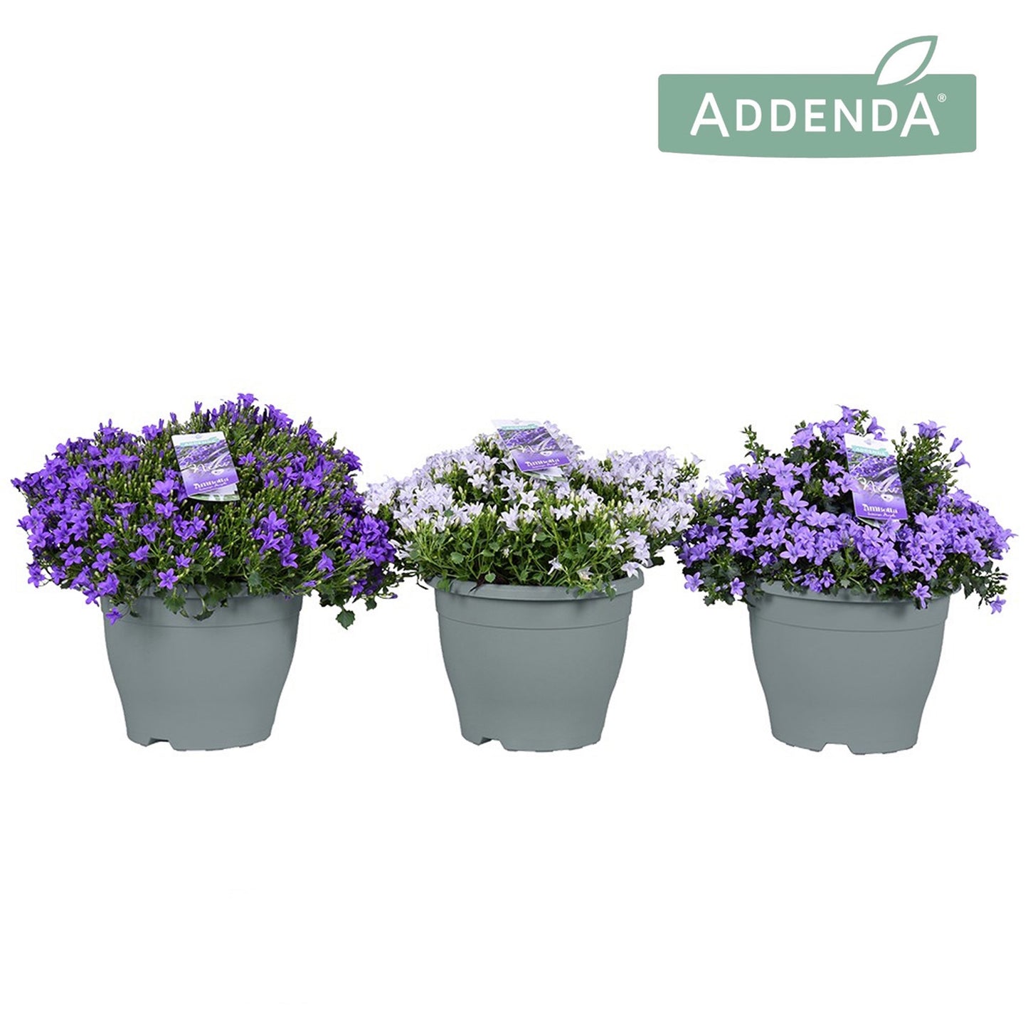 Campanula Ambella mix 30cm 23cm Pot