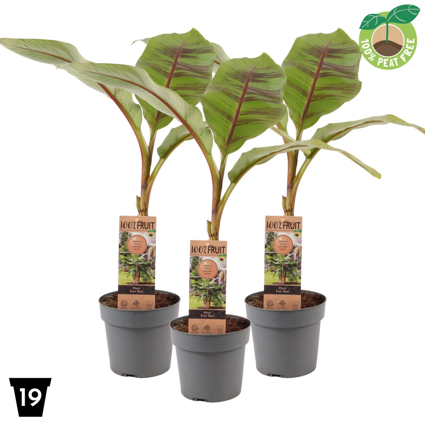 Musa sikkimensis Ever Red (Banana) 60cm 19cm Pot
