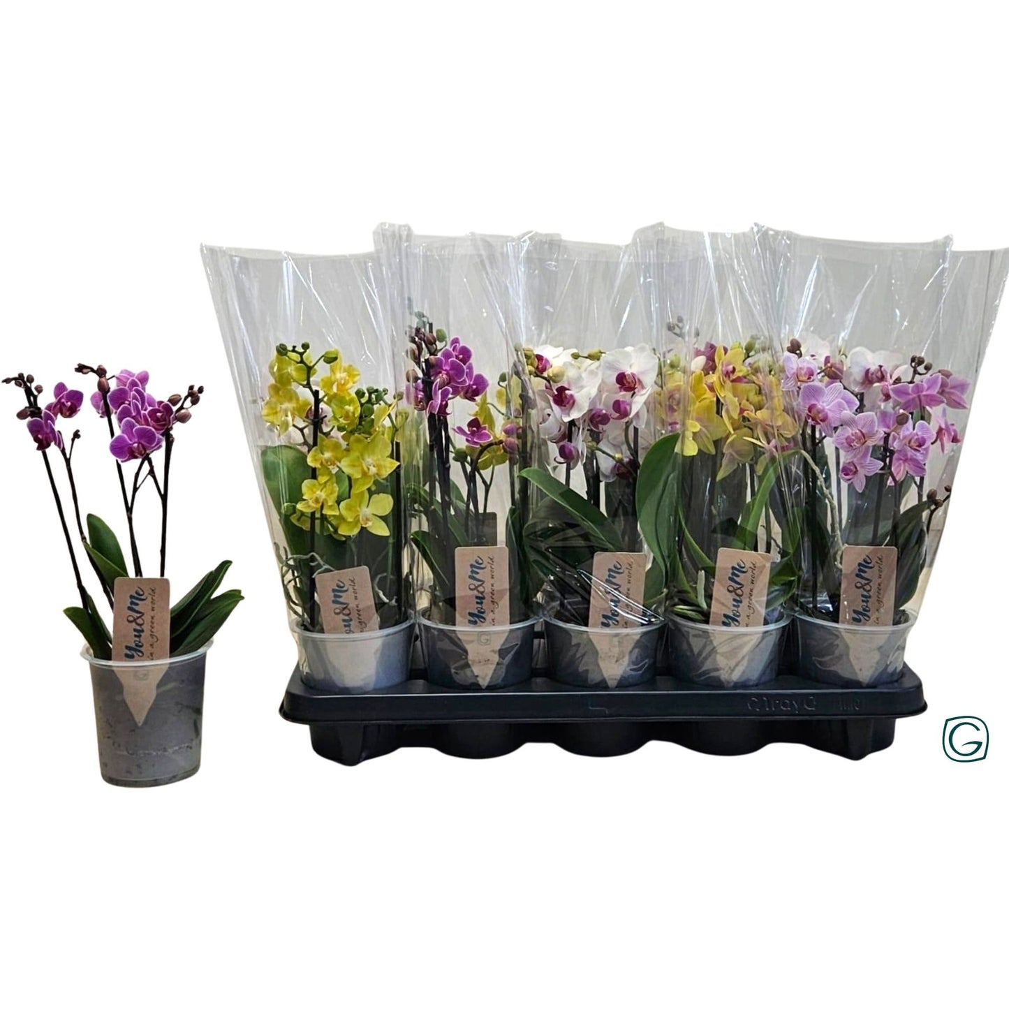 Phalaenopsis mf mix 30cm 12cm Pot