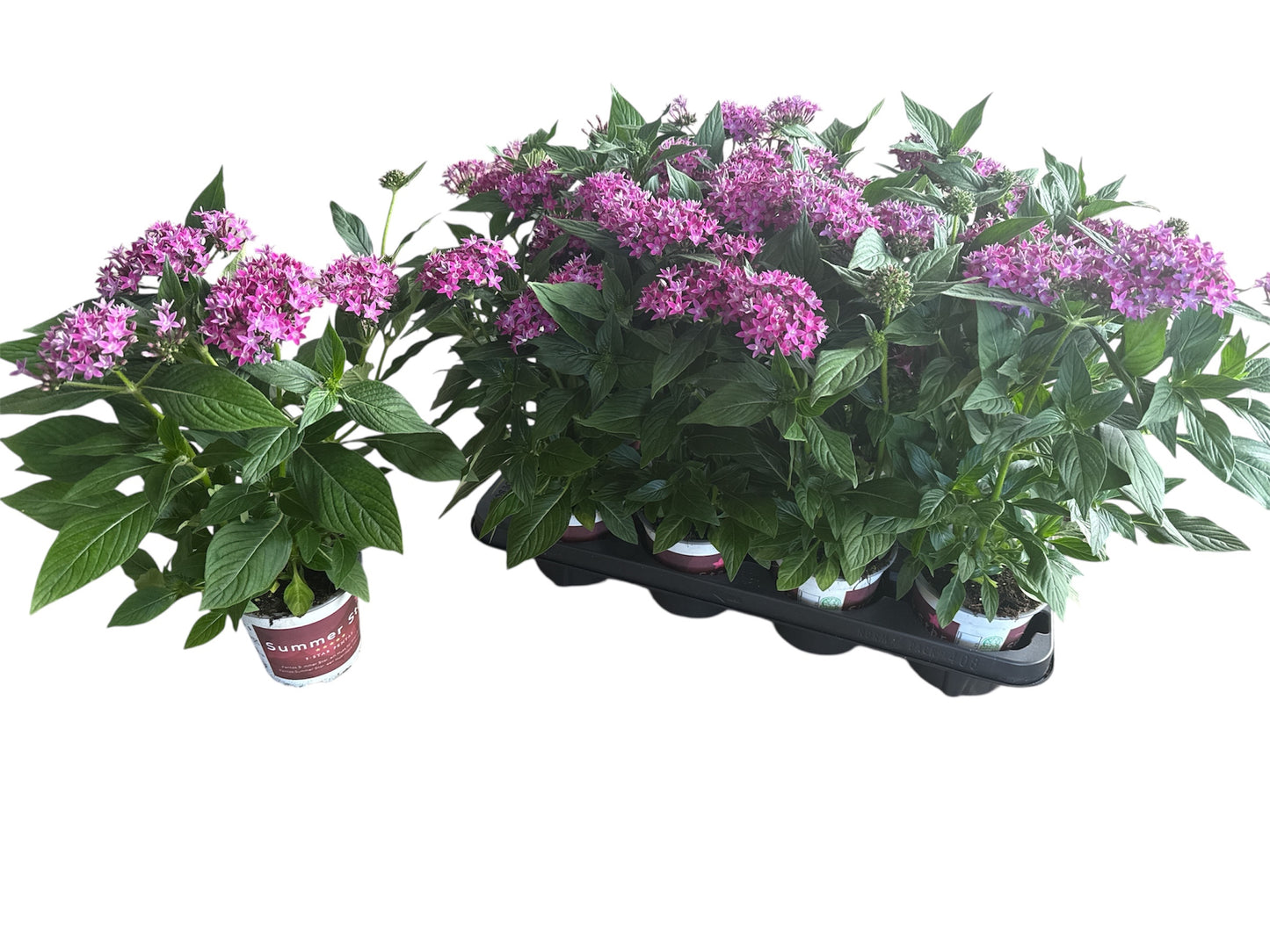 Pentas Graffiti Violet 28cm 12cm Pot