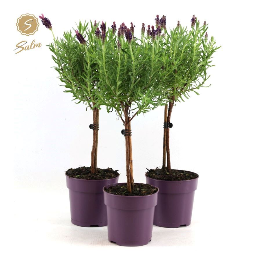 Lavander stoechas Anouk 48cm 12cm Pot