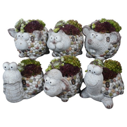 PTS7481 Arrangementen Sempervivum 22cm 30cm Pot