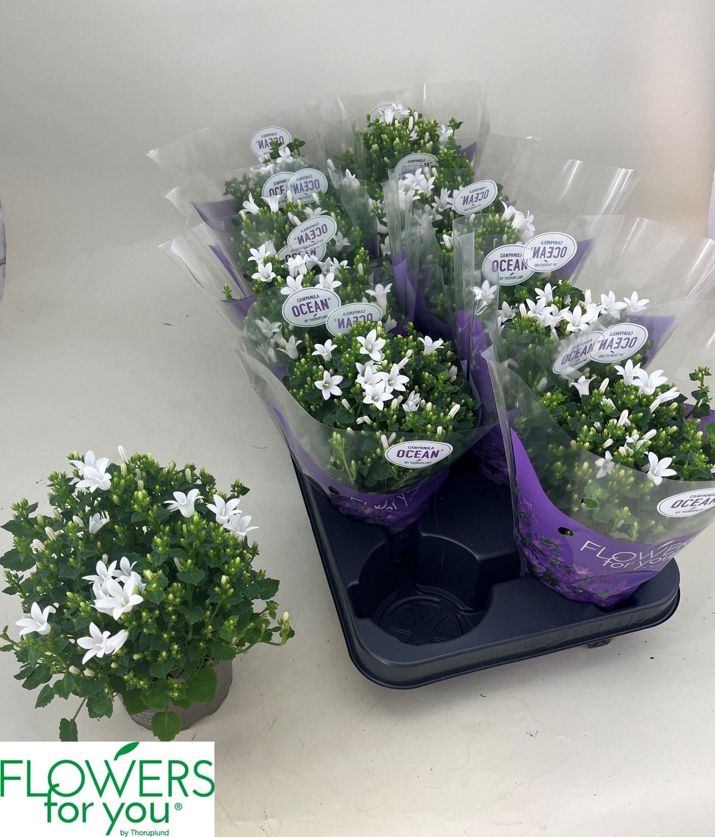 Campanula por. Ocean 22cm 11cm Pot