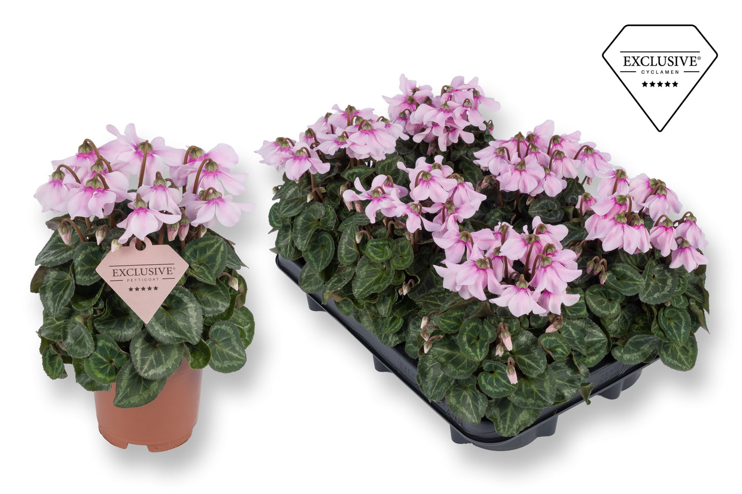 Cyclamen Petticoat lightpink 20cm 510cm Pot