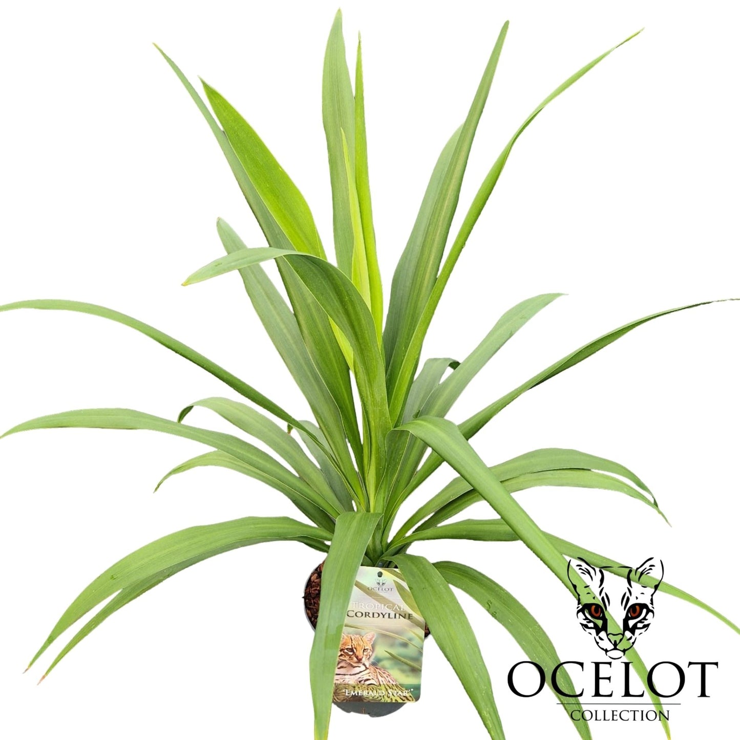 Cordyline Emerald Star 50cm 17cm Pot