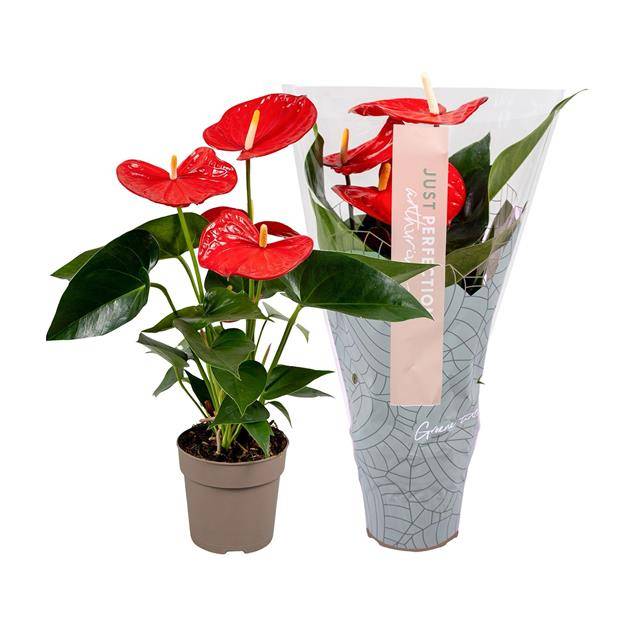 Anthurium Minnesota 40cm 12cm Pot