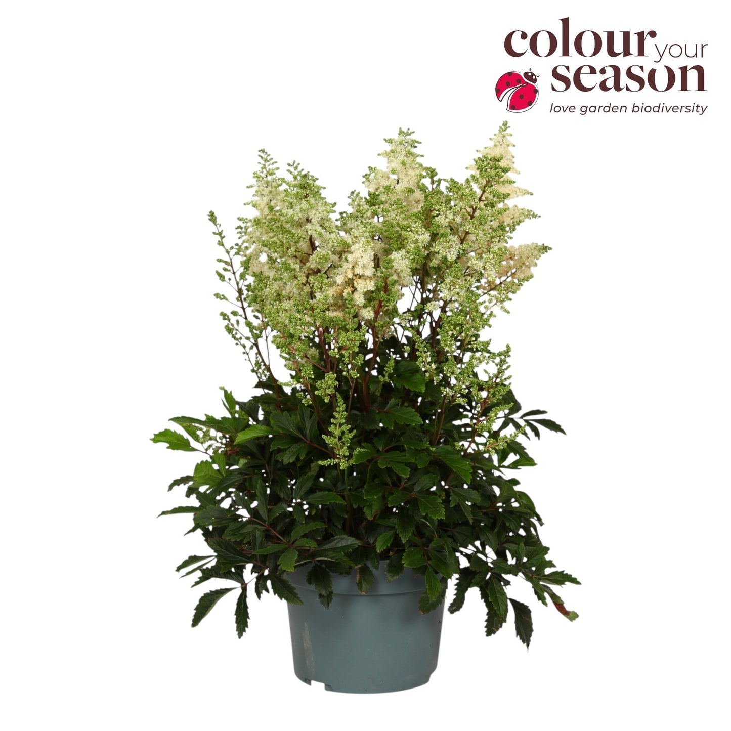 Astilbe Arendsii White 50cm 19cm Pot