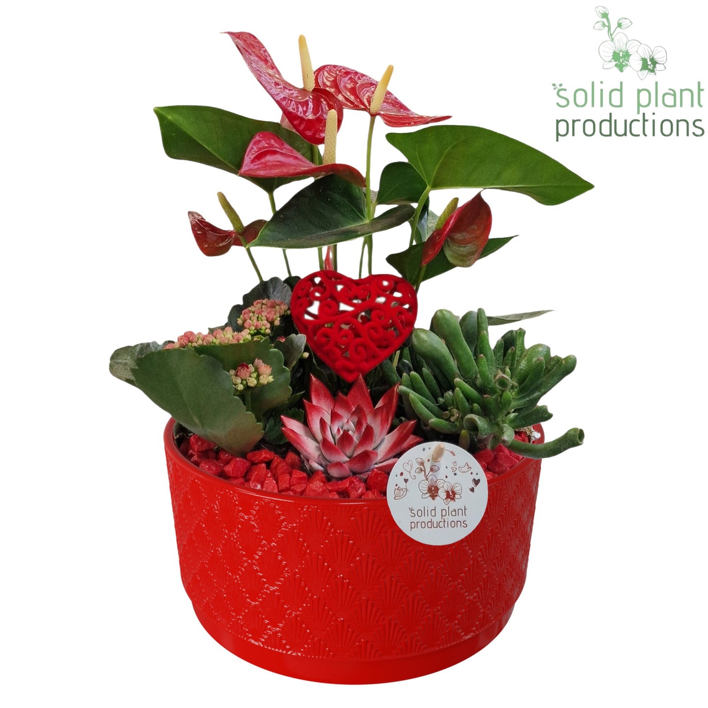 arr. Anthurium AE004 RV 42cm 22cm Pot