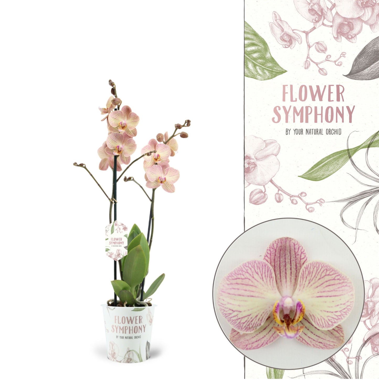 Phalaenopsis Flower Symphony Varese 45cm 12cm Pot