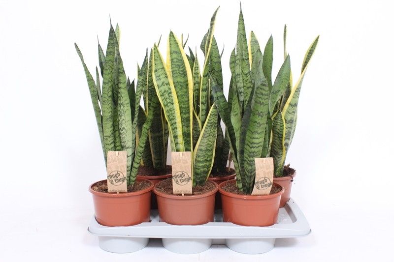 Sansevieria mix 65cm 17cm Pot