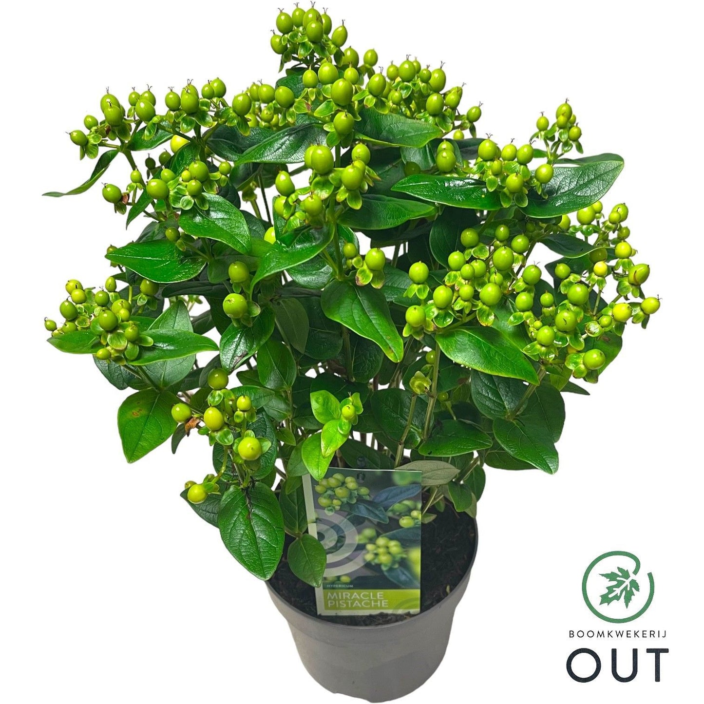Hypericum dum. Peter Dummer 45cm 17cm Pot