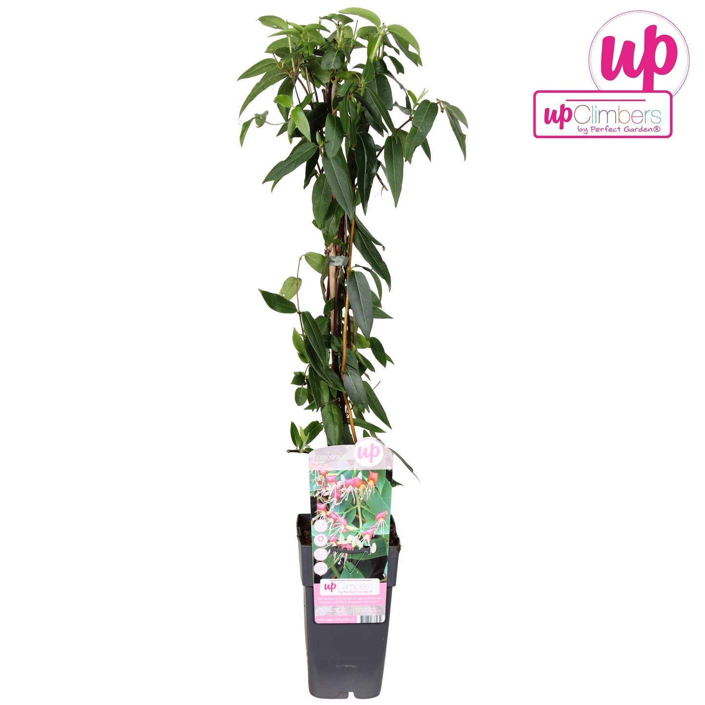 Lonicera henryi 65cm 15cm Pot