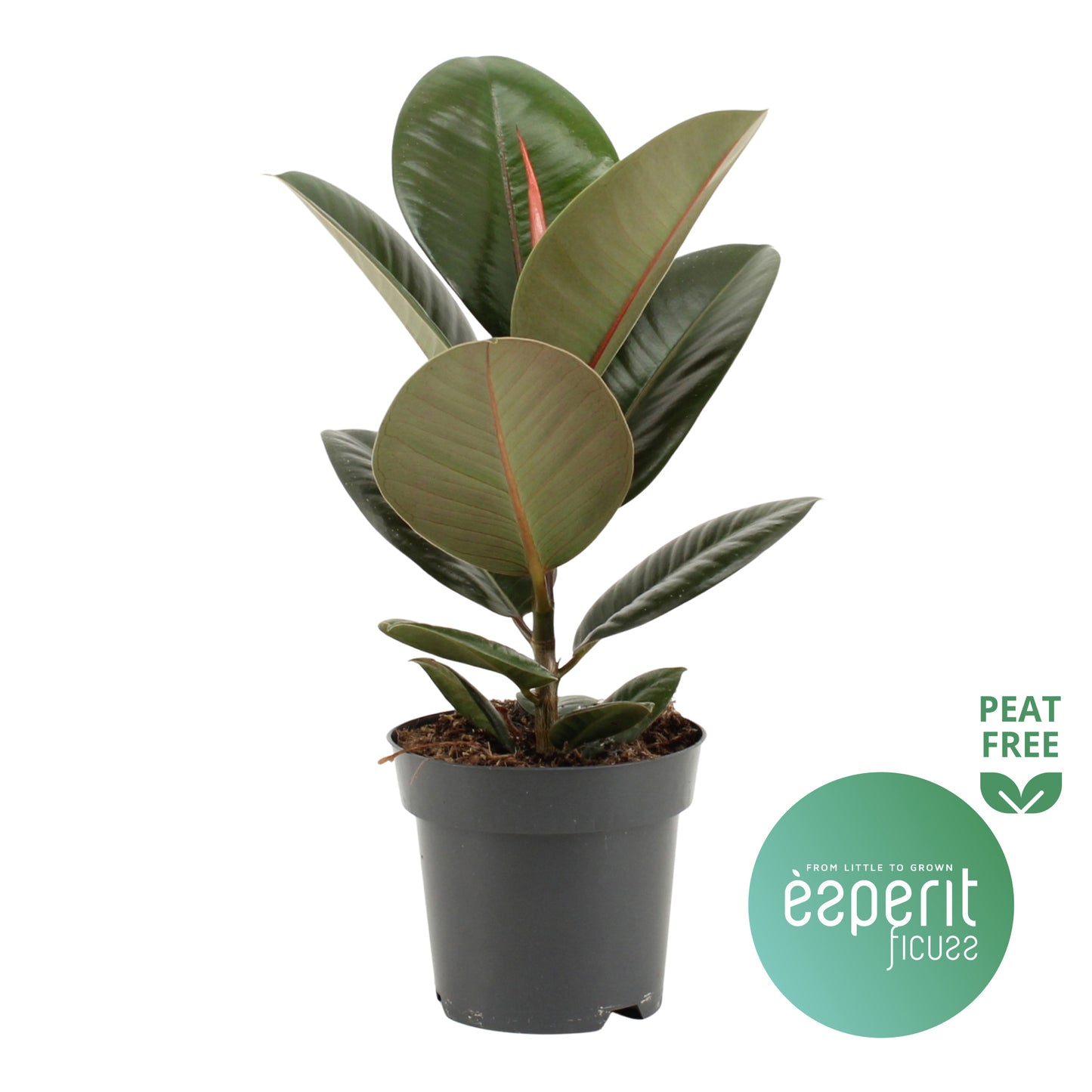Ficus el. Robusta 40cm 14cm Pot