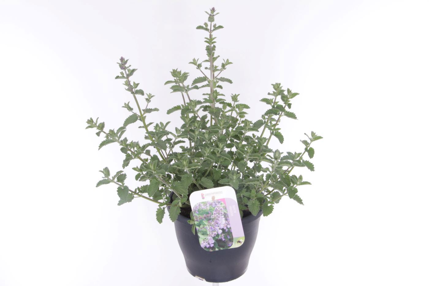 Nepeta faa. Six Hills Giant 55cm 23cm Pot