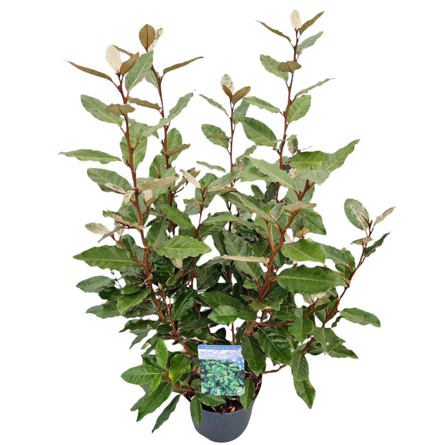 Elaeagnus Compacta 40cm 19cm Pot