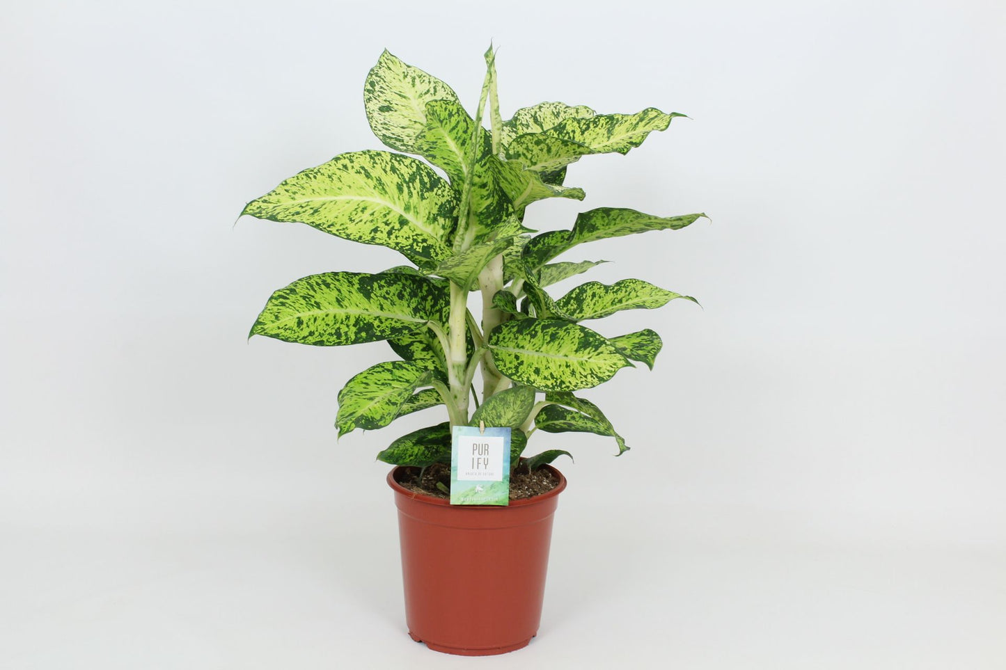 Dieffenbachia Cool Tigris 90cm 24cm Pot