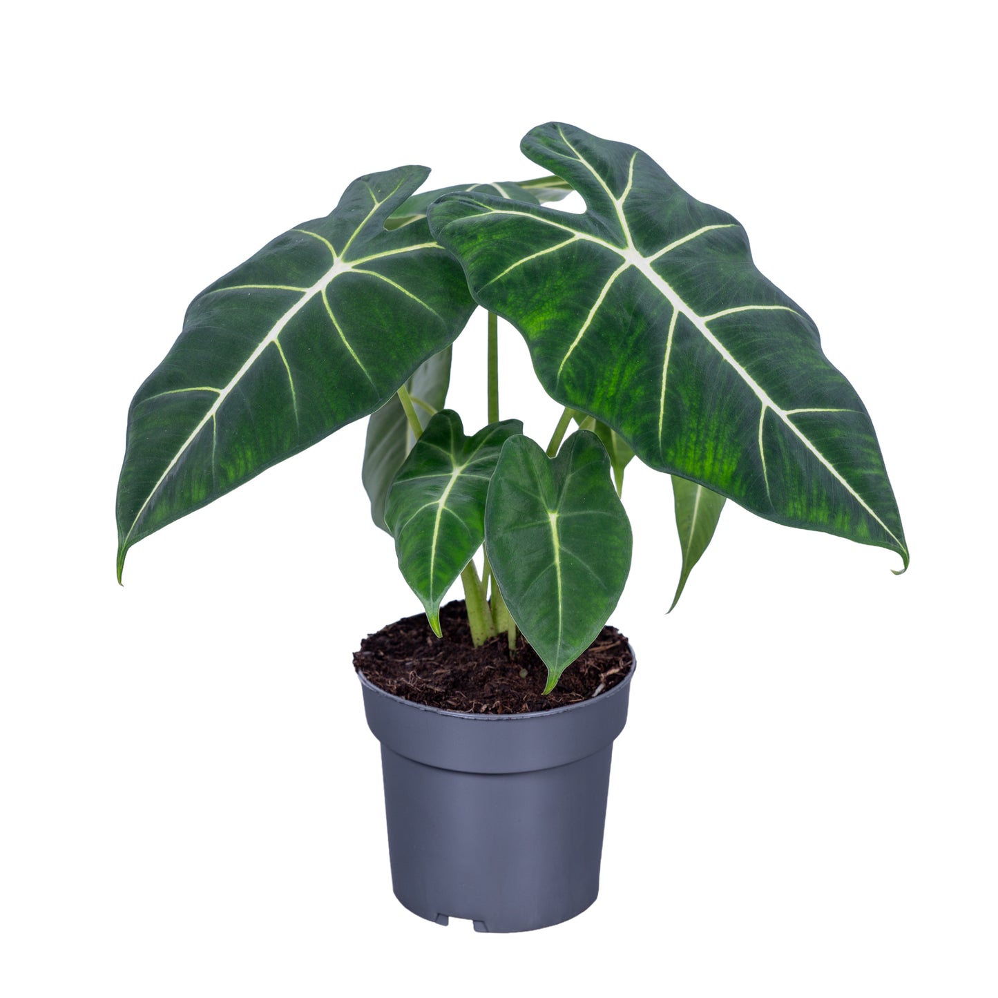 Alocasia Frydek 45cm 14cm Pot
