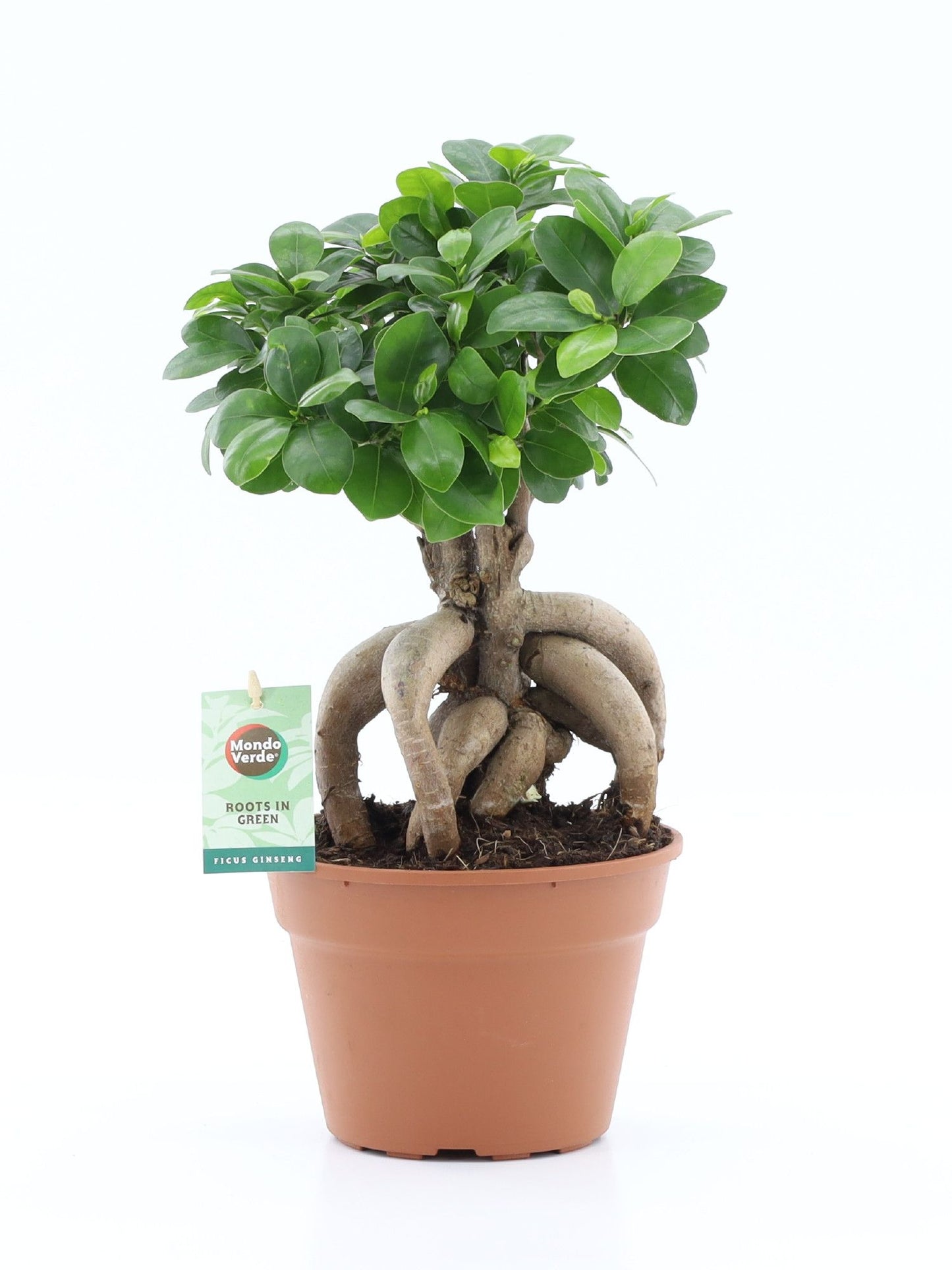 Ficus Ginseng 40cm 17cm Pot