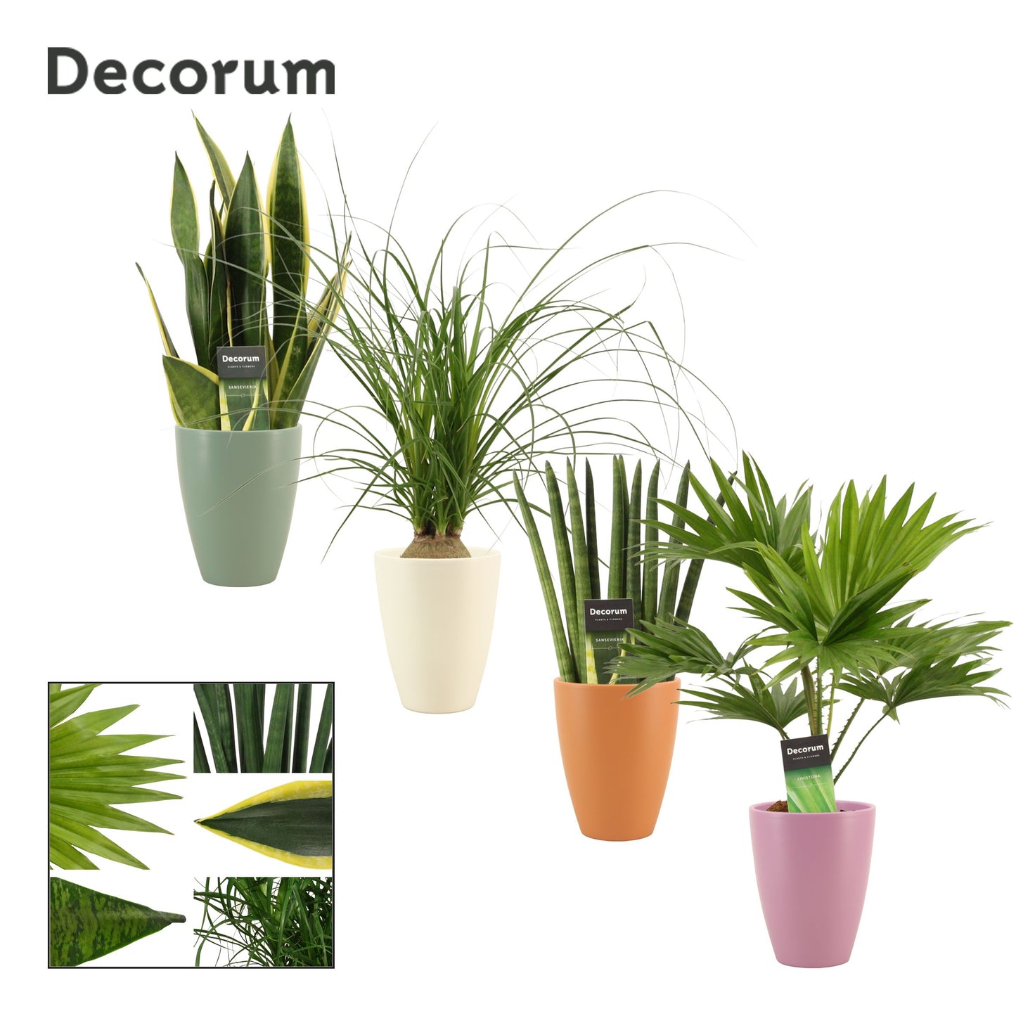 Houseplants mix (+ drp.Carly) 35cm 12cm Pot