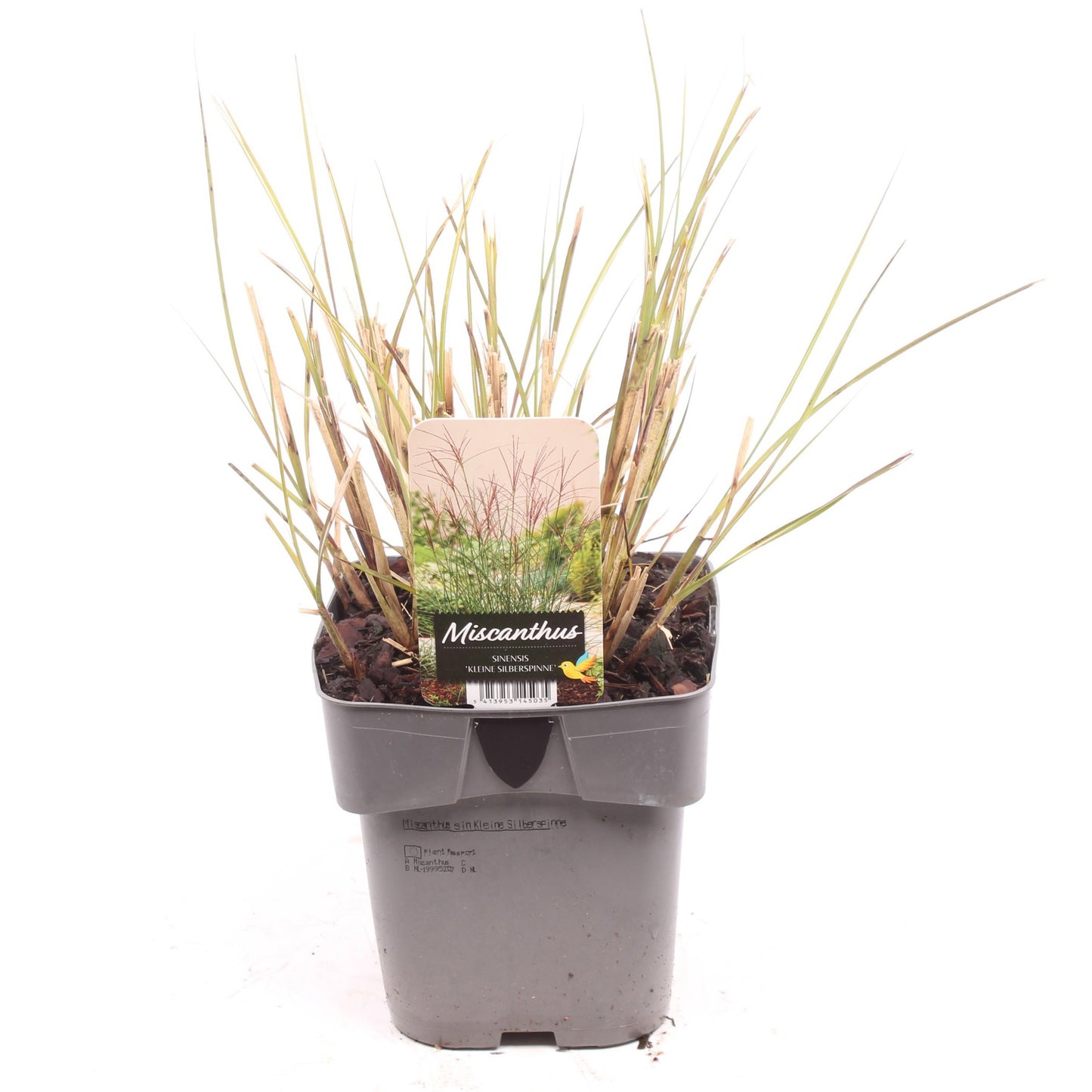 Miscanthus sin. Kleine Silberspinne 35cm 17cm Pot
