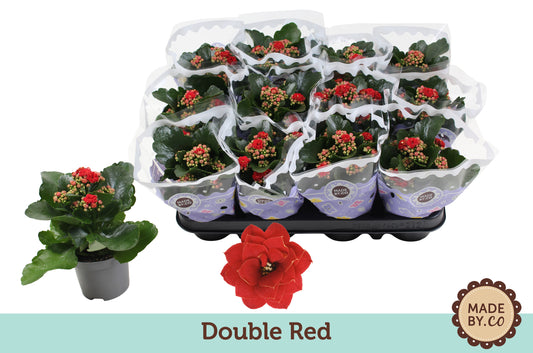 Kalanchoe Rubio Red 19cm 9cm Pot