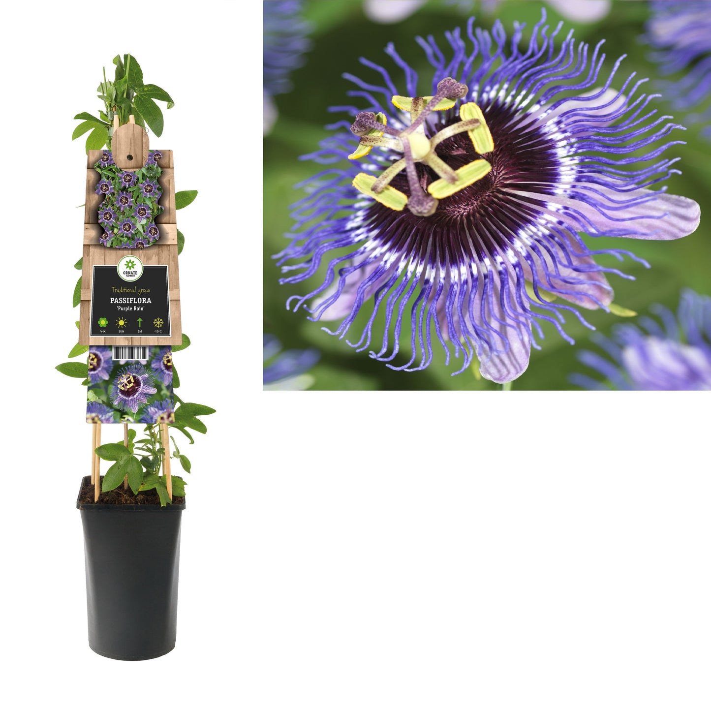 Passiflora Purple Rain 75cm 17cm Pot
