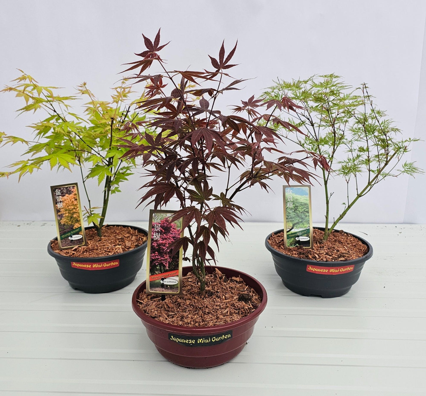 Acer palmatum 50cm 23cm Pot