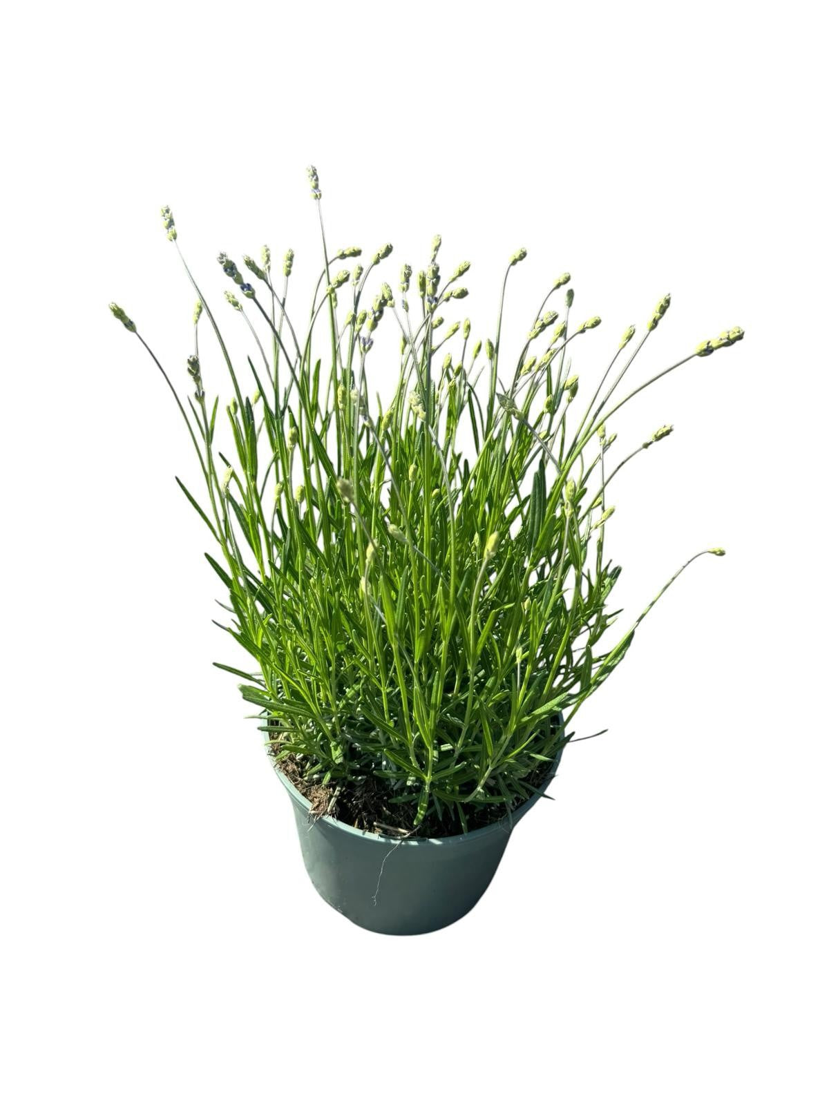 Lavandula ang. Munstead 45cm 19cm Pot