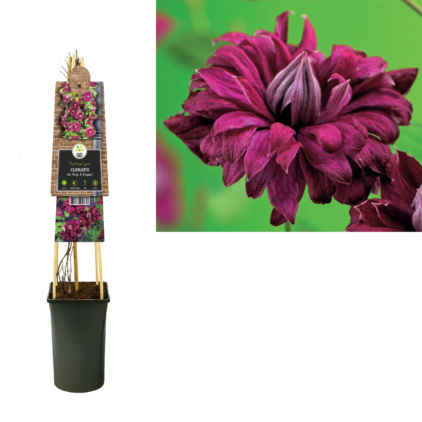 Clematis vit. pur. Plena Elegans 75cm 17cm Pot