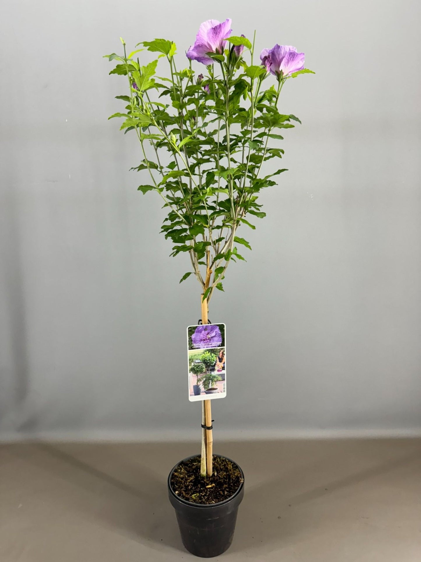 Hibiscus syriacus mix 85cm 19cm Pot